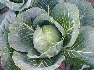 Cabbage is cheap, versatile and a great diet option