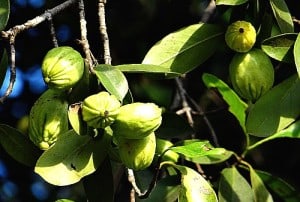 Garcinia Cambogia taken in the correct doses, in can have a beneficial effect, so may be worth a try to help speed up your weight loss.