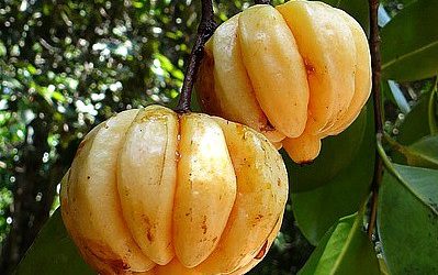 Does Garcinia Cambogia Really Work?